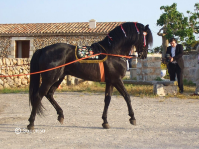 caballo menorquín