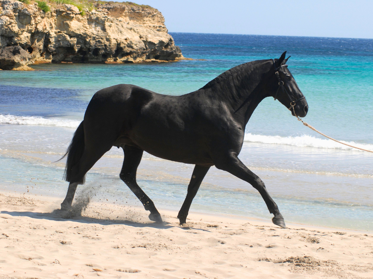 caballo menorquín