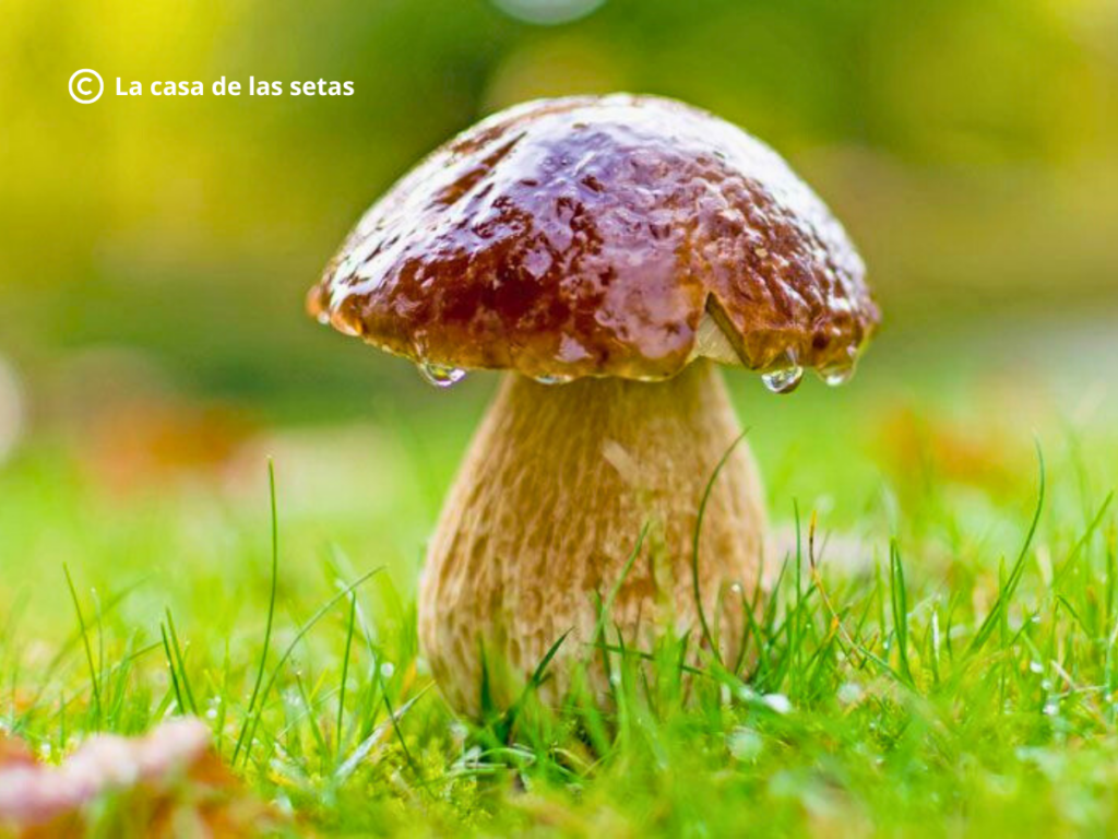 Cep