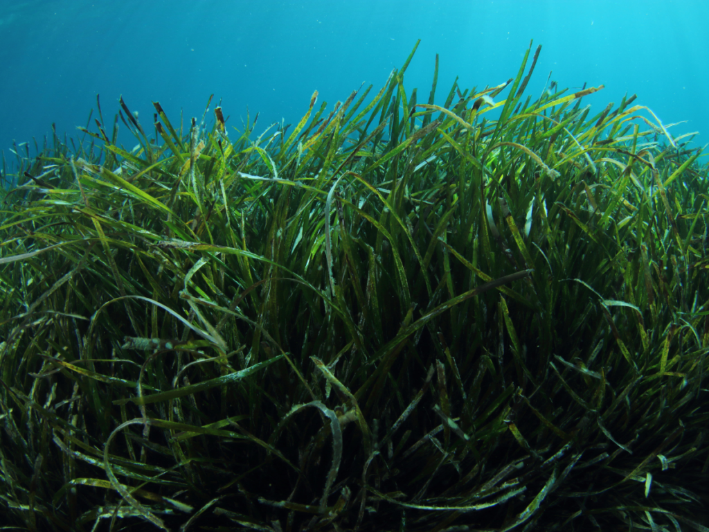 posidonia oceánica