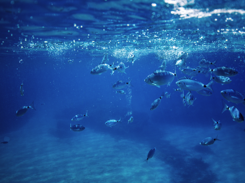 posidonia oceánica
