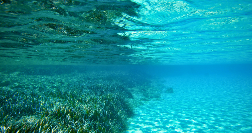posidonia oceanica