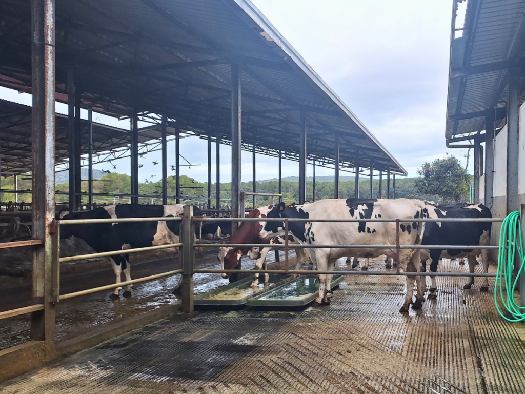 vacas menorca