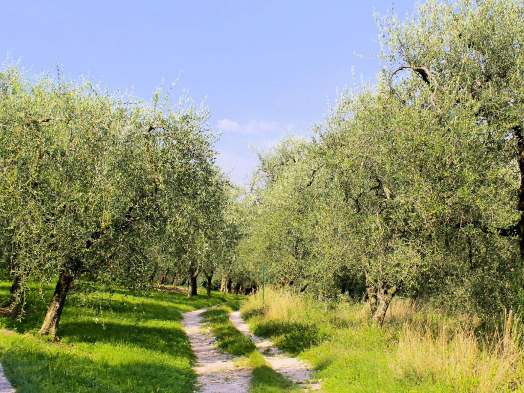 olivares menorca