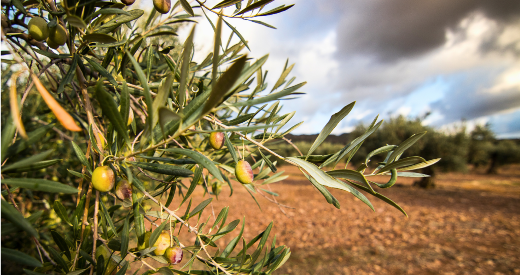 aceite de oliva menorca